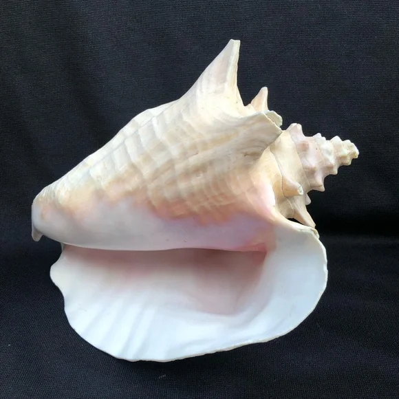 Queen Conch Seashell Strombus Gigas Decoration Large 8” x 6 1/2”” - Picture 10 of 10